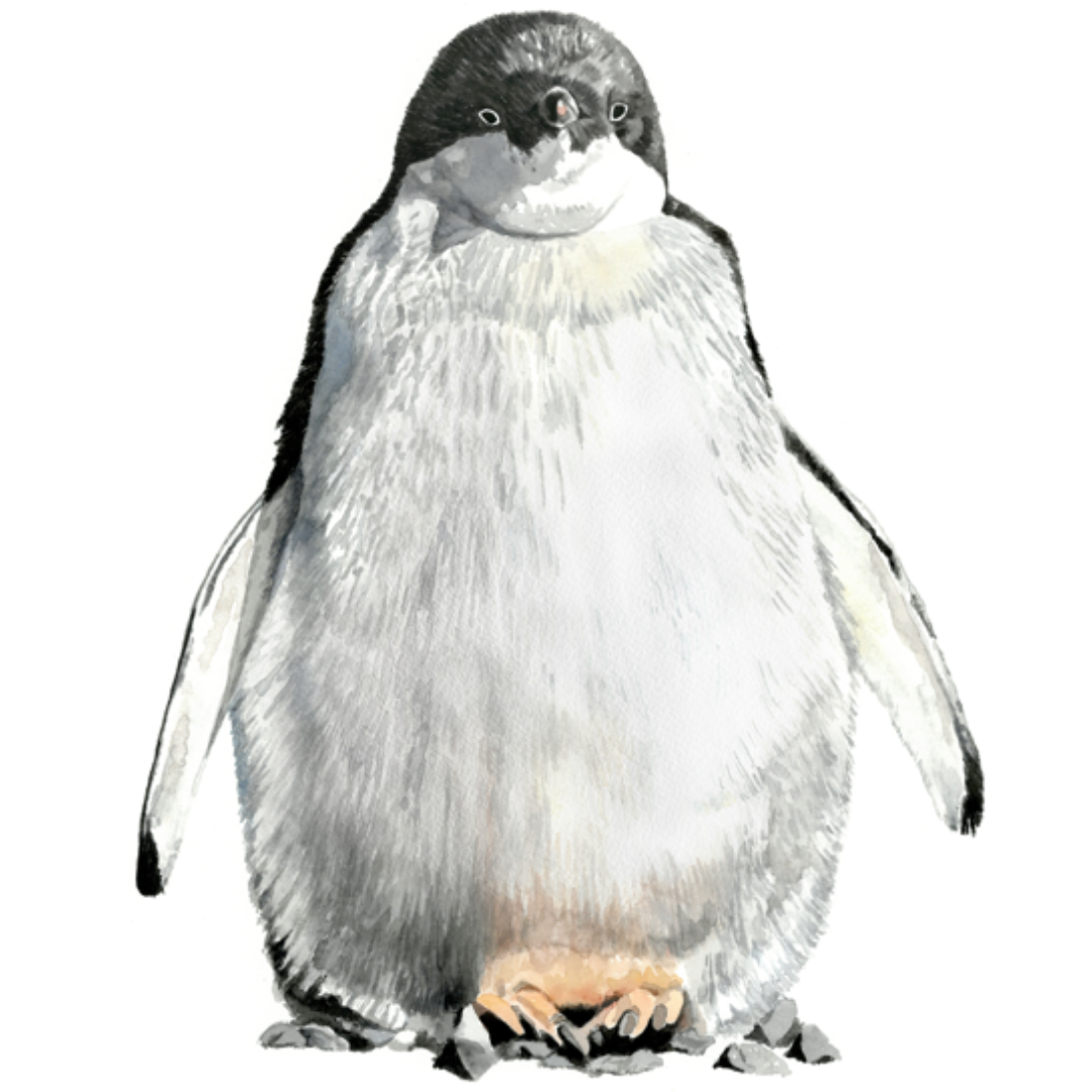 Pebble the Penguin Wall Decal