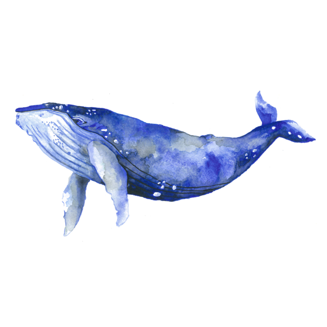 Bally the Humpback Whale Wall Decal