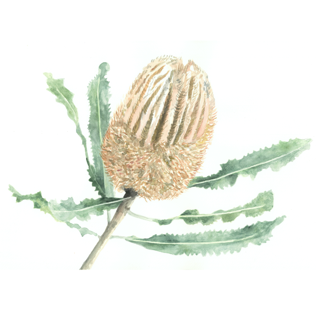 Banksia Wall Decal