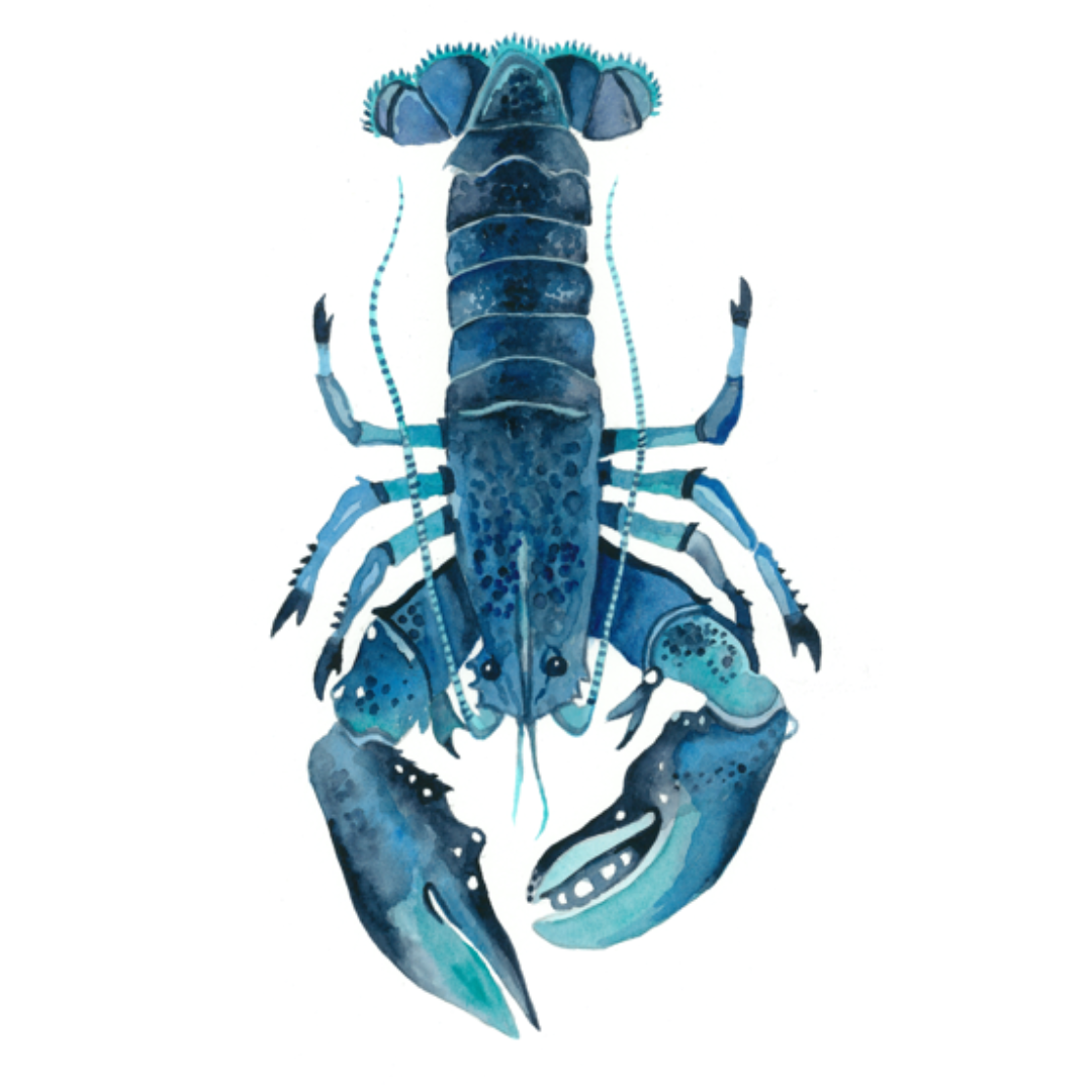 Blue Lobster Wall decal - Hand Designed in Australia by Leah'sMark Illustration and printed in Australia on high quality fabric decals.