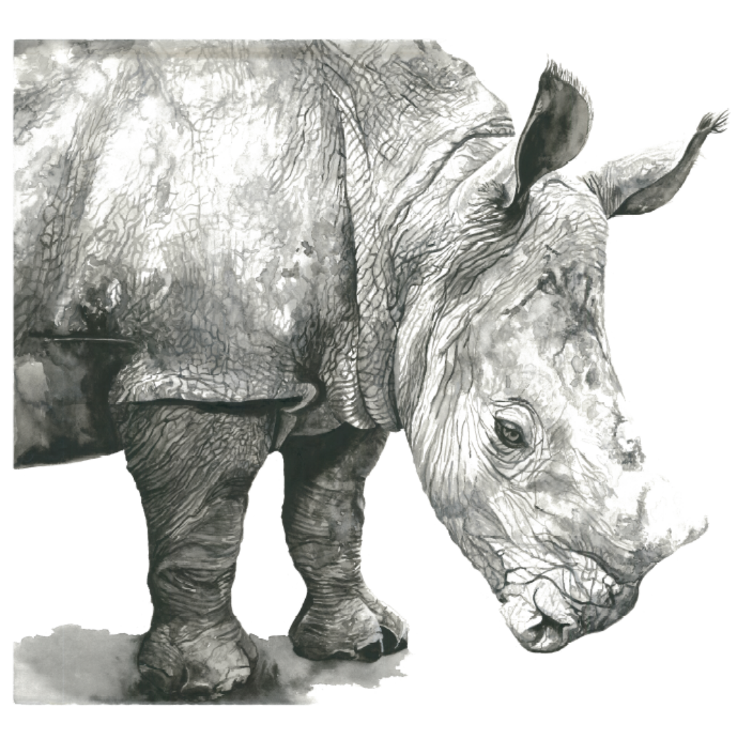 Delilah the Rhino Wall Decal
