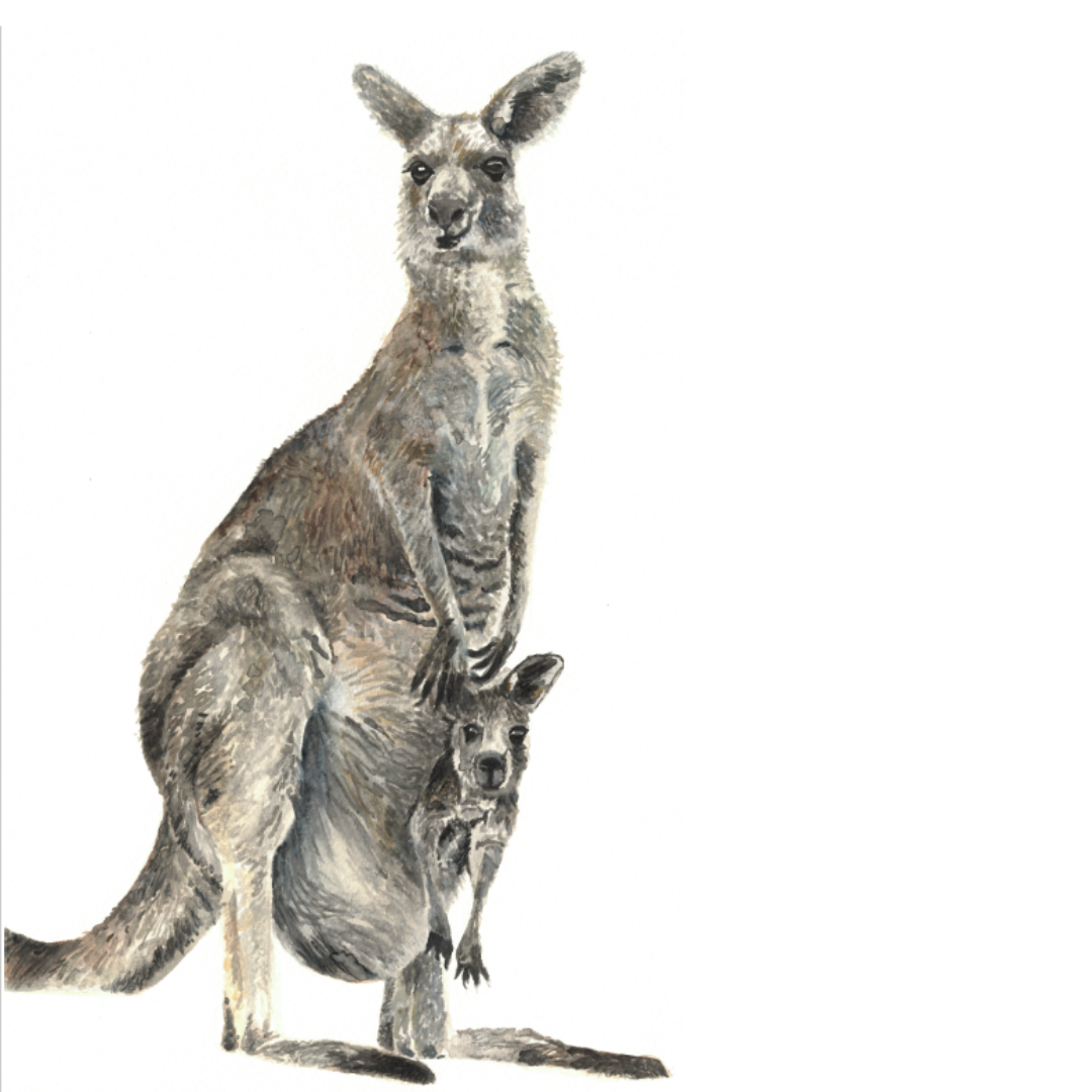 Kangaroo Wall Decal