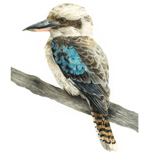 Kookaburra Wall Decal