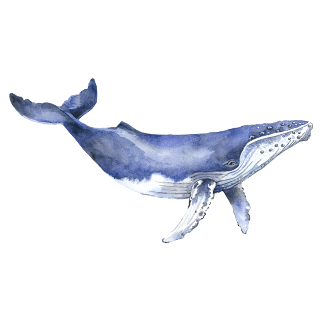 Ningaloo the Humpback Whale Wall Decal