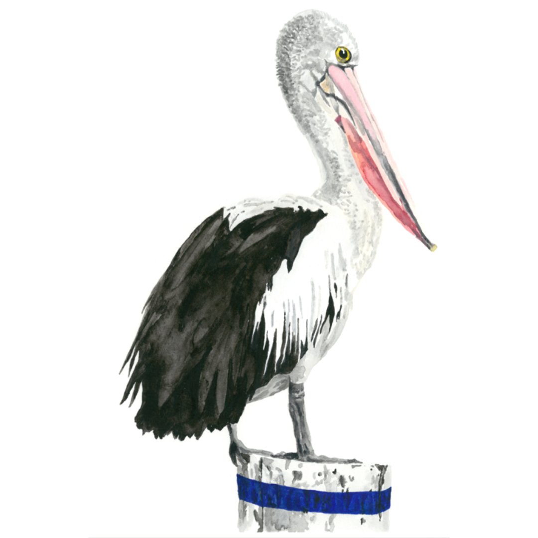 Pelican Wall Decal