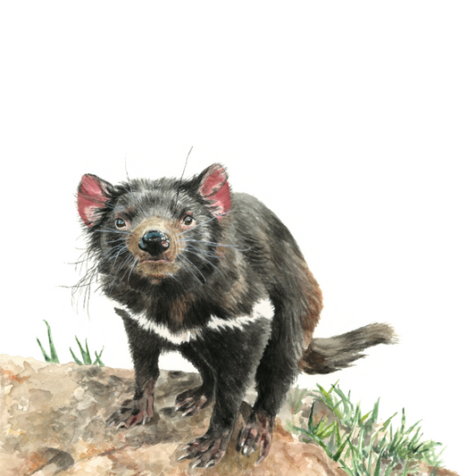 Tasmanian Devil Wall Decal