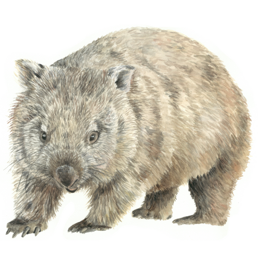 Wilbur the Wombat Wall Decal