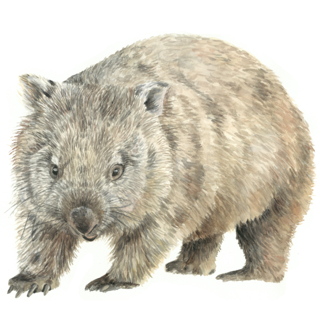 Wilbur the Wombat Wall Decal