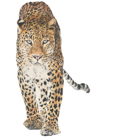 Zulu the Leopard Wall Decal